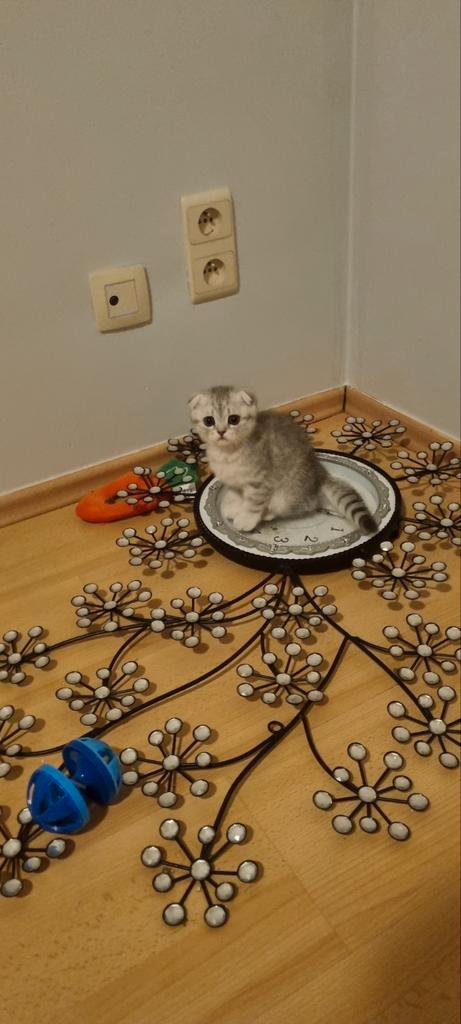 kitten en kittens zoeken.nieuw huisje meer info zie bijlage, Dieren en Toebehoren, Katten en Kittens | Overige Katten