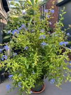 Kuipplant plumbago mannentrouw, Ophalen, Overige soorten