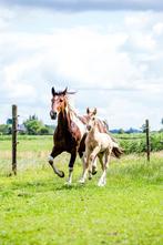 Knappe merrie met veulen te koop, Dieren en Toebehoren, Pony's, E pony (1.48m - 1.57m), Dressuurpony, 0 tot 2 jaar, Gechipt