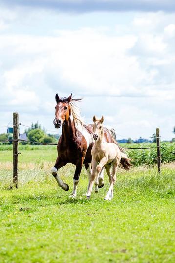 Knappe merrie met veulen te koop beschikbaar voor biedingen