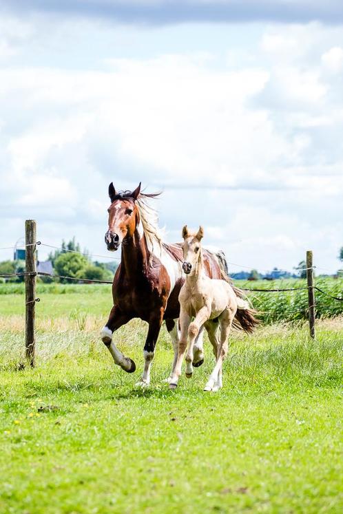 Knappe merrie met veulen te koop, Dieren en Toebehoren, Pony's, Meerdere dieren, Onbeleerd, E pony (1.48m - 1.57m), Dressuurpony