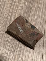 Schelp fosiel in een stuk steen, Verzamelen, Mineralen en Fossielen, Ophalen of Verzenden