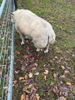 Texelaar dekram, Mannelijk, Schaap