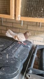 takla duif, Dieren en Toebehoren, Vogels | Duiven, Vrouwelijk, Kropper