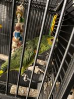 Geelschouder blauw voorhoofd amazone, Dieren en Toebehoren, Vogels | Parkieten en Papegaaien, Vrouwelijk, Papegaai, Geringd
