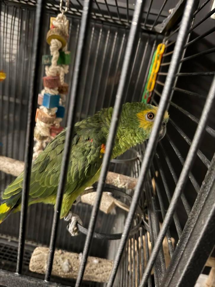 Geelschouder blauw voorhoofd amazone, Dieren en Toebehoren, Vogels | Parkieten en Papegaaien, Papegaai, Vrouwelijk, Geringd