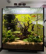 Aquarium Qubiq 60 (zwart), Dieren en Toebehoren, Ophalen, Gebruikt, Gevuld zoetwateraquarium