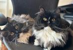 Main coon ragdoll kittens, Dieren en Toebehoren, Katten en Kittens | Raskatten | Langhaar, Meerdere dieren, Ontwormd