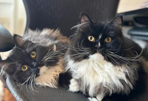 Main coon ragdoll kittens, Dieren en Toebehoren, Katten en Kittens | Raskatten | Langhaar, Meerdere dieren, Ontwormd, Ingeënt