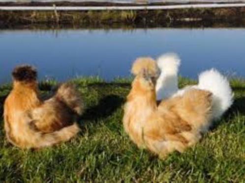Zijdehoen krielkippen........., Dieren en Toebehoren, Pluimvee, Kip, Vrouwelijk