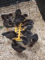 Dubbelgezoomde barnevelder kuikens (groot), Dieren en Toebehoren, Pluimvee, Meerdere dieren, Kip