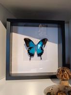 ingelijste vlinder, Ophalen of Verzenden, Insect, Opgezet dier