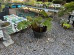 Gunnera manicata!, Ophalen, Zomer, Overige soorten, Volle zon