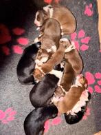 Te koop australian shepherd pups, Dieren en Toebehoren, Parvo, 8 tot 15 weken, Meerdere, Meerdere dieren