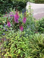 Gifvrije planten uitverkoop, Ophalen, Vaste plant, Overige soorten, Volle zon