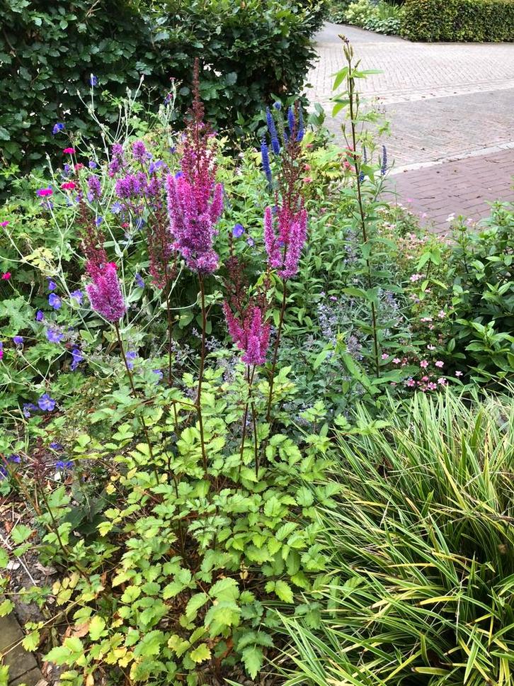 Gifvrije planten uitverkoop, Tuin en Terras, Planten | Tuinplanten, Vaste plant, Overige soorten, Volle zon, Ophalen