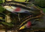 Gezocht koppel kersenbuikjes, Dieren en Toebehoren, Vissen | Aquariumvissen, Vis