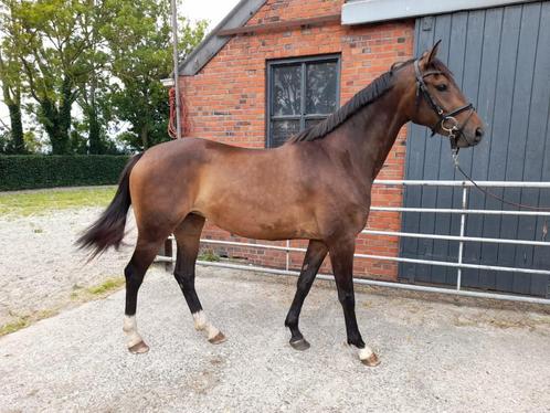 3 jarige dressuur merrie, Ziyech x Uphill, Dieren en Toebehoren, Paarden, Merrie, Onbeleerd, 160 tot 165 cm, 3 tot 6 jaar, Dressuurpaard