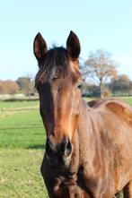 Belofte voor de toekomst, 3 jarige merrie, Dieren en Toebehoren, Merrie, Onbeleerd, Dressuurpaard, 3 tot 6 jaar
