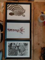 3 keer ikea Knoppang fotolijst eventueel met posters, Ophalen of Verzenden, Zo goed als nieuw, Minder dan 50 cm, Minder dan 50 cm