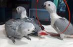 Tamme baby Grijze roodstaarten, Meerdere dieren, Papegaai, Geringd
