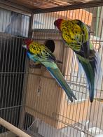 koppel penanten  en koppel  goudmantel rosella's, Meerdere dieren, Parkiet, Geringd