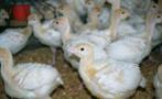 Kalkoenen te koop., Dieren en Toebehoren, Meerdere dieren, Kalkoen