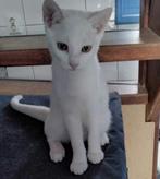 Twee lieve kittens, Dieren en Toebehoren, Meerdere dieren