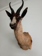 opgezette dieren, Verzamelen, Dierenverzamelingen, Ophalen of Verzenden, Gebruikt, Hert, Opgezet dier