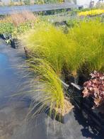 Stipa ponytails vedergras, Ophalen of Verzenden, Zomer, Overige soorten, Volle zon