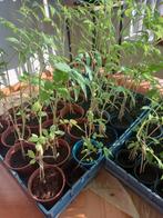 Tomaten plantjes Money Makers ongeveer 50 cm hoog grote toma, Tuin en Terras, Planten | Tuinplanten, Ophalen, Volle zon, Groenteplanten