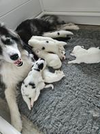 Samojeed pups met een vleugje husky  ., 8 tot 15 weken, Poolhond, Meerdere, Meerdere dieren