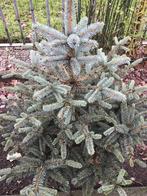 Kerstboom met kluit.  Blauwspar, Tuin en Terras, Ophalen, Bloeit niet, Halfschaduw, Overige soorten