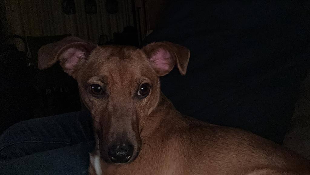 Lief reutje, 15 weken tot 1 jaar, Reu, Parvo, Eén hond