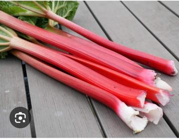 3 rabarberplanten ruilen voor dahliaknollen beschikbaar voor biedingen