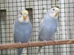 2 jonge grasparkieten, poppen, Dieren en Toebehoren, Vogels | Parkieten en Papegaaien, Meerdere dieren, Parkiet