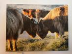 Canvas Schotse Hooglanders, Huis en Inrichting, Ophalen, Zo goed als nieuw