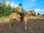 Sport haflinger te koop, Dieren en Toebehoren, Paarden, Ruin, Minder dan 160 cm, Dressuurpaard