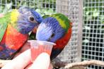 Koppel Lori’s van de blauwe bergen (regenboog Lori), Meerdere dieren, Papegaai, Geringd