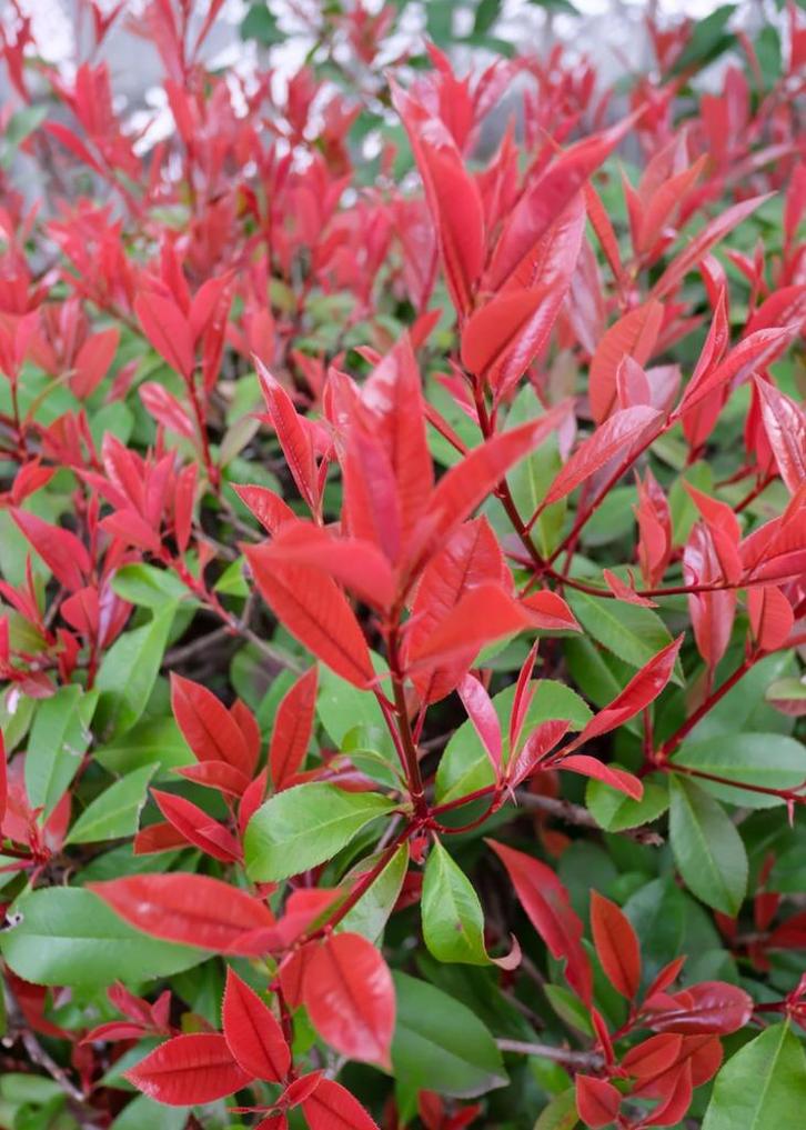 Glansmispel Red Robin haagplanten, Tuin en Terras, Planten | Struiken en Hagen, Overige soorten, 100 tot 250 cm, Ophalen of Verzenden