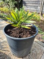 Trachycarpus fortunei palm eigen kweek, Tuin en Terras, Ophalen, Bloeit niet, Overige soorten, Volle zon