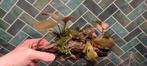 Driftwood hout met planten | aquarium planten, Dieren en Toebehoren, Ophalen, Plant(en), Steen of Hout