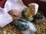Supertamme baby roestkop caique’s klaar voor nieuw huisje!, Dieren en Toebehoren, Meerdere dieren, Papegaai, Pratend