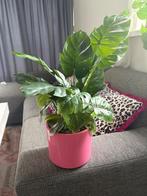 Kunstplant monstera, Ophalen of Verzenden, Zo goed als nieuw, Binnen