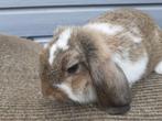 Te Koop Jonge Duitse Hangoren konijngrijs en konijngrijsbont, Vrouwelijk, Middelgroot, Hangoor, 0 tot 2 jaar