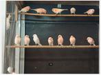 mozaiek kanaries, Dieren en Toebehoren, Vogels | Kanaries, Meerdere dieren, Kleurkanarie