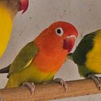 F. Dilute opaline /blauw, Dieren en Toebehoren, Vogels | Parkieten en Papegaaien, Meerdere dieren, Dwergpapegaai of Agapornis