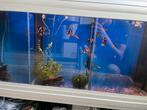 aquarium vissen, Dieren en Toebehoren, Vissen | Aquaria en Toebehoren, Ophalen, Gevuld zoetwateraquarium