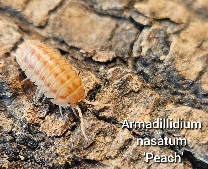 Armadillidium nasatum 'Peach', Dieren en Toebehoren, Insecten en Spinnen, Overige soorten