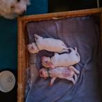 Te koop maltezer reutje., Dieren en Toebehoren, Reu, CDV (hondenziekte), 8 tot 15 weken, Eén hond